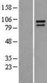 CTNNA1 / Catenin Alpha-1 Protein - Western validation with an anti-DDK antibody * L: Control HEK293 lysate R: Over-expression lysate