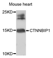 CTNNBIP1 / ICAT Antibody - Western blot analysis of extracts of mouse heart.