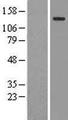 CTR9 Protein - Western validation with an anti-DDK antibody * L: Control HEK293 lysate R: Over-expression lysate