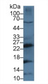 CTSG / Cathepsin G Antibody - Western Blot; Sample: Human MCF7 cell lysate; Primary Ab: 3µg/ml Rabbit Anti-Mouse CTSG Antibody Second Ab: 0.2µg/mL HRP-Linked Caprine Anti-Rabbit IgG Polyclonal Antibody