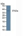 CTSK / Cathepsin K Antibody - Western Blot; Sample: Porcine Heart Tissue.