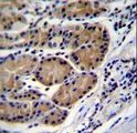 CTSO Antibody - CTSO Antibody immunohistochemistry of formalin-fixed and paraffin-embedded human stomach tissue followed by peroxidase-conjugated secondary antibody and DAB staining.