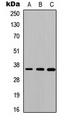 CTSO Antibody - Western blot analysis of Cathepsin O expression in HEK293T (A); Raw264.7 (B); H9C2 (C) whole cell lysates.