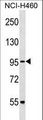 CUL2 / Cullin 2 Antibody - CUL2 Antibody western blot of NCI-H460 cell line lysates (35 ug/lane). The CUL2 antibody detected the CUL2 protein (arrow).