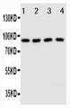 CUL3 / Cullin 3 Antibody - Anti-Cullin3 antibody, Western blotting Lane 1: HELA Cell LysateLane 2: MCF-7 Cell LysateLane 3: Rat Testis Tissue LysateLane 4: Rat Brain Tissue Lysate
