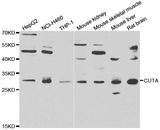 CUTA Antibody - Western blot of extracts of various cell lines, using CUTA antibody.