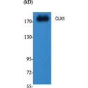 CUX1 / CASP Antibody - Western blot of CUX1 antibody