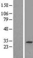 CWC15 Protein - Western validation with an anti-DDK antibody * L: Control HEK293 lysate R: Over-expression lysate