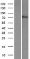 CWH43 Protein - Western validation with an anti-DDK antibody * L: Control HEK293 lysate R: Over-expression lysate