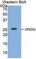 CXCL16 Antibody - Western blot of recombinant CXCL16.  This image was taken for the unconjugated form of this product. Other forms have not been tested.
