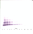 CXCL5 Antibody - Anti-Murine LIX (CXCL6) Western Blot Reduced