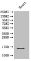 CXCL5 Antibody - Western Blot Positive WB detected in: Mouse heart All lanes: Cxcl5 antibody at 2µg/ml Secondary Goat polyclonal to rabbit IgG at 1/50000 dilution Predicted band size: 14 kDa Observed band size: 14 kDa