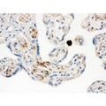 CXCL7 / PPBP Antibody - NAP2 was detected in paraffin-embedded sections of human placenta tissues using rabbit anti- NAP2 Antigen Affinity purified polyclonal antibody at 1 ug/mL. The immunohistochemical section was developed using SABC method.