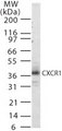 CXCR1 Antibody - Western blot of 15 ug of whole cell lysate from Raw cells with antibody at 2 ug/ml dilution.