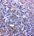 CXCR6 Antibody - CXCR6 antibody IHC-paraffin: Rat Spleen Tissue.
