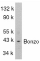 CXCR6 Antibody - Western blot of Bonzo in SW1353 total cells lysate with Bonzo antibody at 1:1000 dilution.