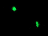 CXorf26 Antibody - Anti-CXorf26 mouse monoclonal antibody immunofluorescent staining of COS7 cells transiently transfected by pCMV6-ENTRY CXorf26.