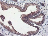 CXorf26 Antibody - IHC of paraffin-embedded Human prostate tissue using anti-CXorf26 mouse monoclonal antibody.