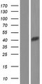 CXorf66 Protein - Western validation with an anti-DDK antibody * L: Control HEK293 lysate R: Over-expression lysate