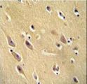CYB561D1 Antibody - CYB561D1 antibody immunohistochemistry of formalin-fixed and paraffin-embedded human brain tissue followed by peroxidase-conjugated secondary antibody and DAB staining.