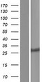 CYB5D1 Protein - Western validation with an anti-DDK antibody * L: Control HEK293 lysate R: Over-expression lysate