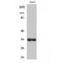 CYB5R3 / B5R Antibody - Western blot of CYB5R3 antibody