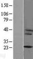 CYBA / p22phox Protein - Western validation with an anti-DDK antibody * L: Control HEK293 lysate R: Over-expression lysate