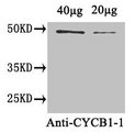 CYCB1;1 Antibody - Western Blot Positive WB detected in: Arabidopsis thaliana (40µg, 20µg, 10µg, 5µg) All lanes: CYCB1-1 antibody at 1.8µg/ml Secondary Goat polyclonal to rabbit IgG at 1/50000 dilution Predicted band size: 48 kDa Observed band size: 48 kDa
