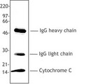 CYCS / Cytochrome c Antibody - Cytochrome c was immunoprecipitated from Hela cell extract (1% NP-40) using 2-4 ug 6H2. B4 antibody/1 x107 cell equivalents. Immunoprecipitates were resolved by electrophoresis, transferred to nitrocellulose, and probed with the 7H8.2C12 anti-cytochrome c antibody. Proteins were visualized using a goat anti-mouse secondary conjugated to HRP and a chemiluminescence detection system. In addition to the specific 15 kD cytochrome c band immunoprecipitated by 6H2. B4, heavy and light immunoglobulin chains are recognized by the goat anti-mouse secondary antibody.