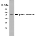 CYP19 / Aromatase Antibody - Western blot of human placenta extract probed with Mouse anti-Human Cytochrome P450 Aromatase followed by F(ab')2 Rabbit anti-Mouse IgG:HRP