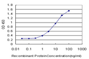 CYP1B1 Antibody - Detection limit for recombinant GST tagged CYP1B1 is approximately 0.3 ng/ml as a capture antibody.