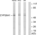 CYP26 / CYP26A1 Antibody - Western blot analysis of lysates from HepG2, HeLa, and 293 cells, using Cytochrome P450 26A1 Antibody. The lane on the right is blocked with the synthesized peptide.