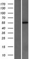 CYP2C18 / CYP2C Protein - Western validation with an anti-DDK antibody * L: Control HEK293 lysate R: Over-expression lysate