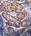 CYP2S1 Antibody - CYP2S1 Antibody immunohistochemistry of formalin-fixed and paraffin-embedded human stomach tissue followed by peroxidase-conjugated secondary antibody and DAB staining.