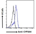 CYP3A4 / Cytochrome P450 3A4 Antibody - Goat Anti-CYP3A4 Antibody Flow cytometric analysis of paraformaldehyde fixed HepG2 cells (blue line), permeabilized with 0.5% Triton. Primary incubation 1hr (10ug/ml) followed by Alexa Fluor 488 secondary antibody (1ug/ml). IgG control: Unimmunized goat IgG (black line) followed by Alexa Fluor 488 secondary antibody.
