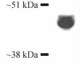 CYP3A4 / Cytochrome P450 3A4 Antibody - Western blot of cytochrome P450 (3A4 isoforms) on rat liver extract. This image was taken for the unconjugated form of this product. Other forms have not been tested.