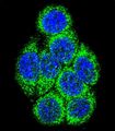 CYP3A43 Antibody - Confocal immunofluorescence of CYP3A43 Antibody with 293 cell followed by Alexa Fluor 488-conjugated goat anti-rabbit lgG (green). DAPI was used to stain the cell nuclear (blue).