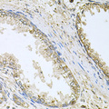 CYP46A1 / CYP46 Antibody - Immunohistochemistry of paraffin-embedded human prostate.