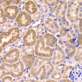 CYP51A1 / CYP51 Antibody - Immunohistochemistry of paraffin-embedded Mouse kidney tissue.