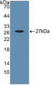 CYR61 Antibody - Western Blot; Sample: Recombinant CYR61, Human.