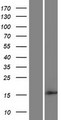 CYS1 Protein - Western validation with an anti-DDK antibody * L: Control HEK293 lysate R: Over-expression lysate