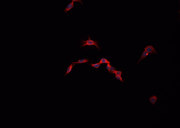 CYSLTR1 / CYSLT1 Antibody - Staining 293T cells by IF/ICC. The samples were fixed with PFA and permeabilized in 0.1% Triton X-100, then blocked in 10% serum for 45 min at 25°C. The primary antibody was diluted at 1:200 and incubated with the sample for 1 hour at 37°C. An Alexa Fluor 594 conjugated goat anti-rabbit IgG (H+L) antibody, diluted at 1/600, was used as secondary antibody.