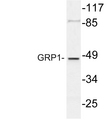 CYTH3 / GRP1 Antibody - Western blot analysis of lysate from COS7 cells, using GRP1 antibody.