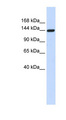 DAAM1 Antibody - DAAM1 antibody Western blot of 293T cell lysate. This image was taken for the unconjugated form of this product. Other forms have not been tested.