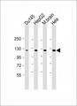 DAB2IP Antibody - All lanes: Anti-DAB2IP Antibody at 1:1000 dilution. Lane 1: Du145 whole cell lysate. Lane 2: HepG2 whole cell lysate. Lane 3: mouse brain lysate. Lane 4: HeLa whole cell lysate Lysates/proteins at 20 ug per lane. Secondary Goat Anti-mouse IgG, (H+L), Peroxidase conjugated at 1:10000 dilution. Predicted band size: 132 kDa. Blocking/Dilution buffer: 5% NFDM/TBST.