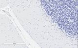 DAO / D Amino Acid Oxidase Antibody - Goat Anti-D-amino-acid oxidase Antibody Negative Control showing staining of paraffin embedded Human Cerebellum, with no primary antibody.