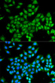 DAO / D Amino Acid Oxidase Antibody - Immunofluorescence analysis of MCF-7 cells.