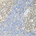 DAP-5 / EIF4G2 Antibody - Immunohistochemistry of paraffin-embedded mouse spleen tissue.