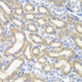 DAP Antibody - Immunohistochemistry of paraffin-embedded rat kidney tissue.