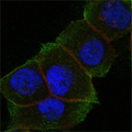 DAXX Antibody - Confocal immunofluorescence of HeLa cells using DAXX mouse monoclonal antibody (green). Red: Actin filaments have been labeled with Alexa Fluor-555 phalloidin. Blue: DRAQ5 fluorescent DNA dye.